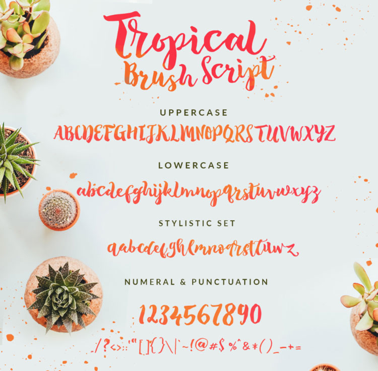 The Tropical Script Font Free Download